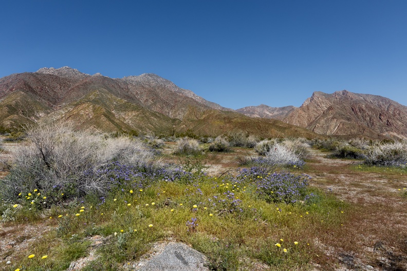 Mountains and wildflowers