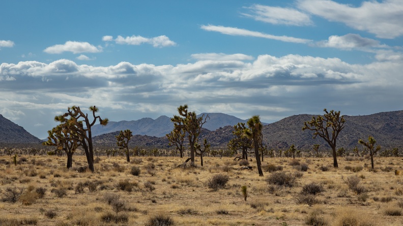 Joshua Trees and clouds